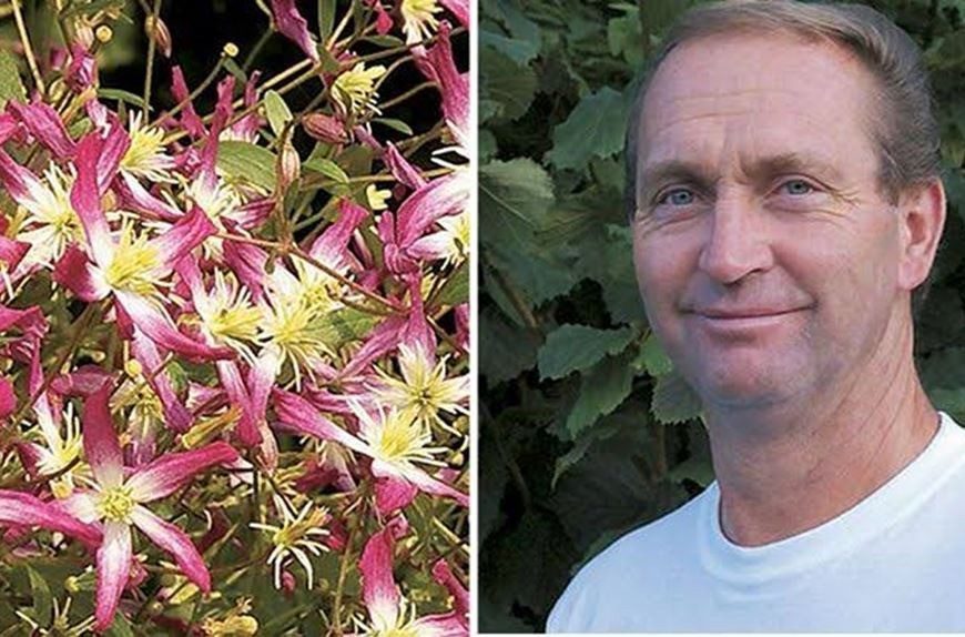 Krister Cedergren om klematis