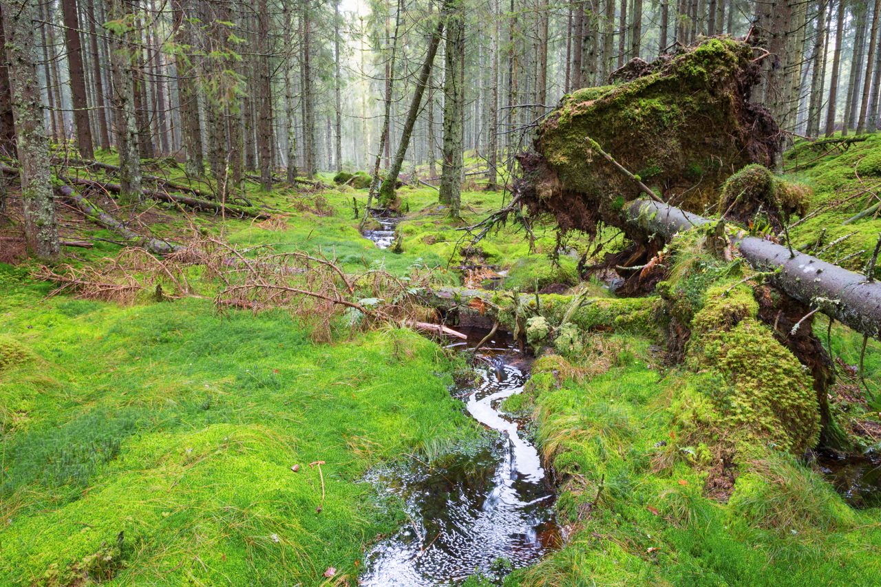 Skogsbad (Shinrin-yoku) Information