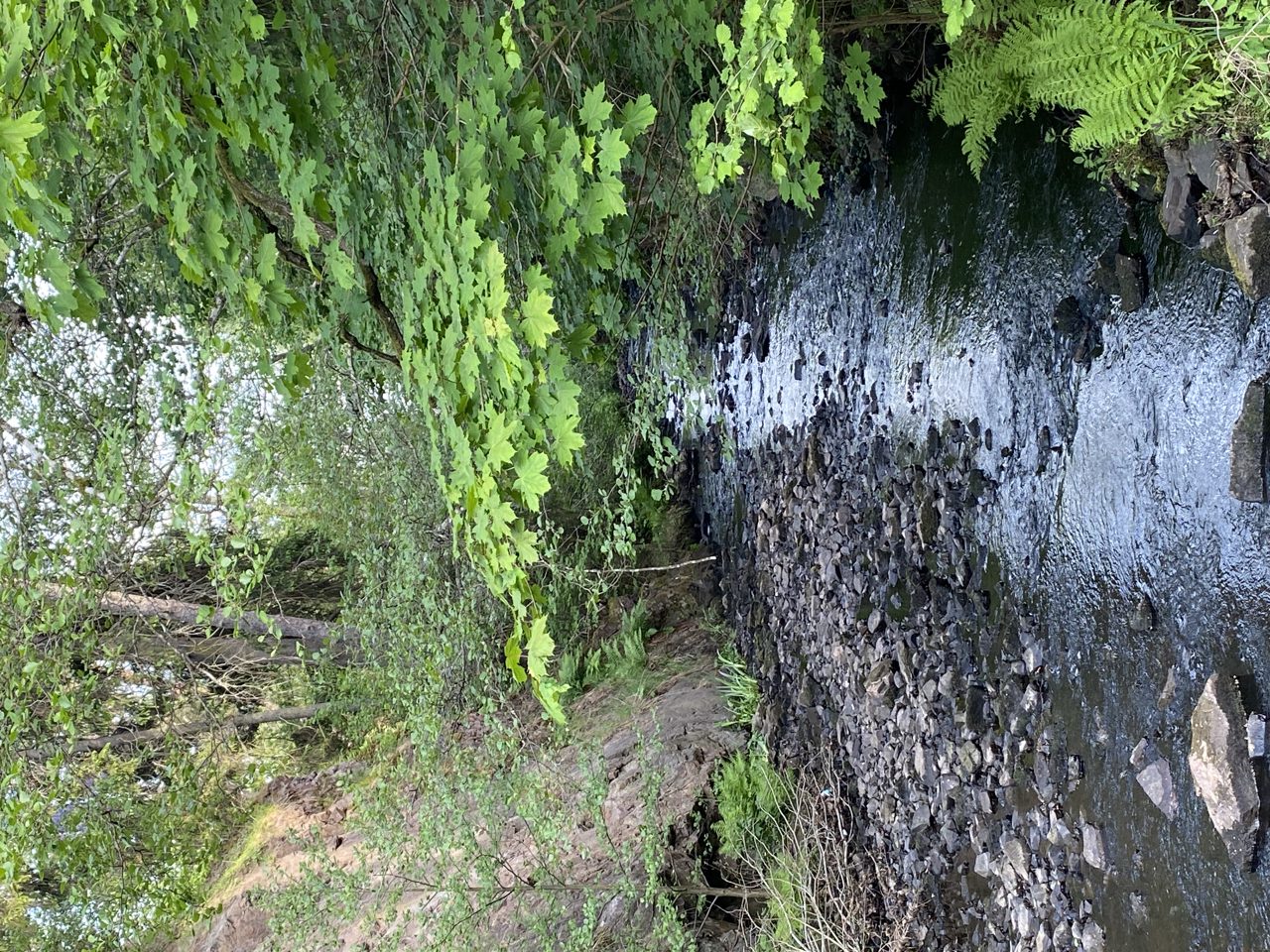 Barndomens skog - inspirationskväll