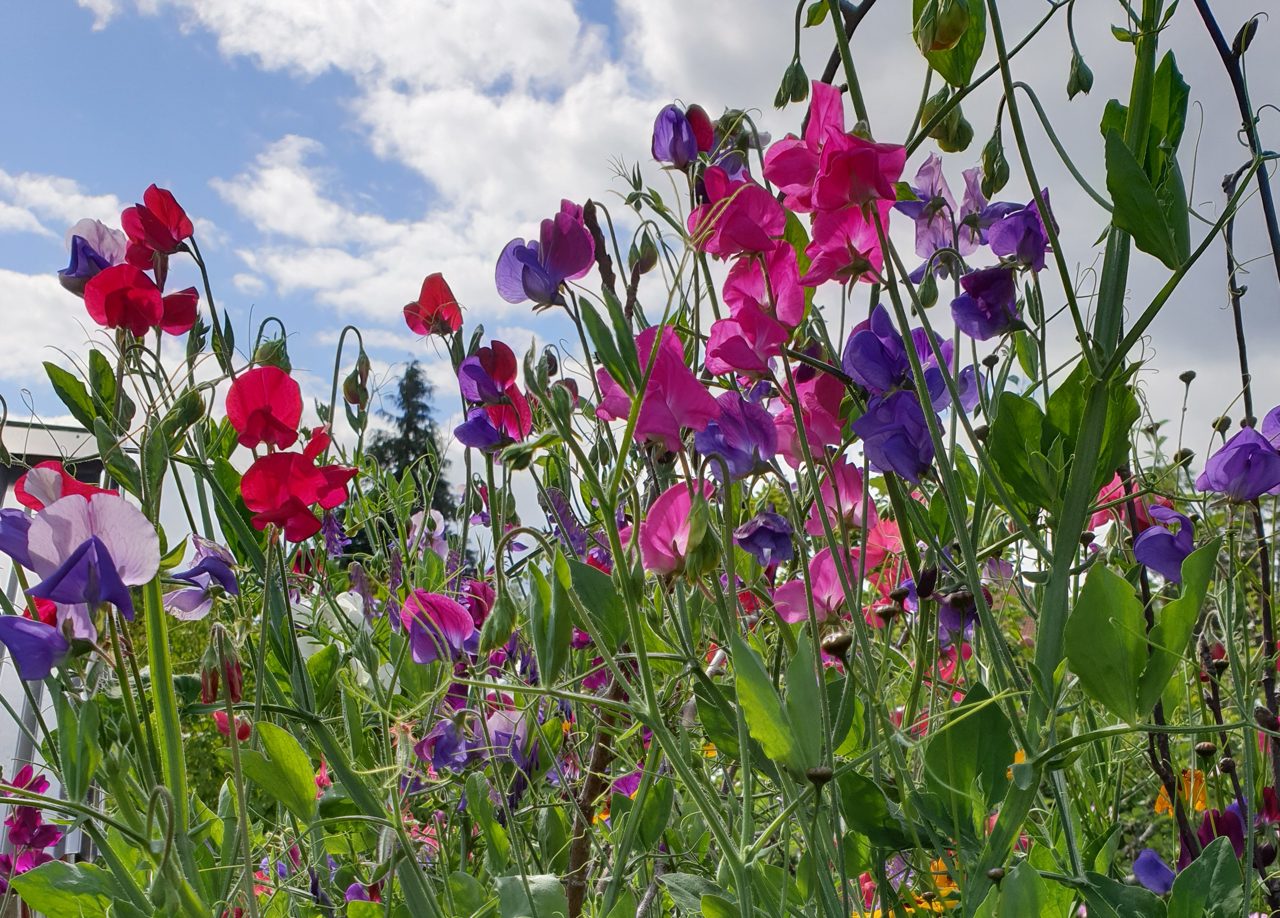 Lär dig göra din egen pappersblomma - Luktärt Information
