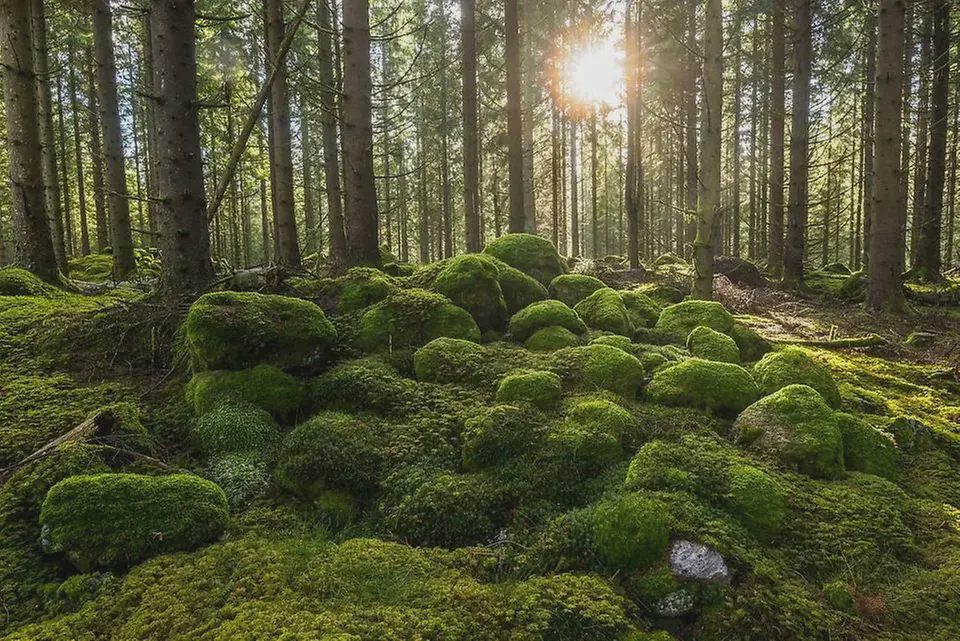 Föreläsning om Smålands landskapsdjur uttern