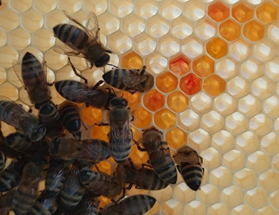 Bivax Information Att ta tillvara och återanvända ramarna. Tips, tricks och inspiration.