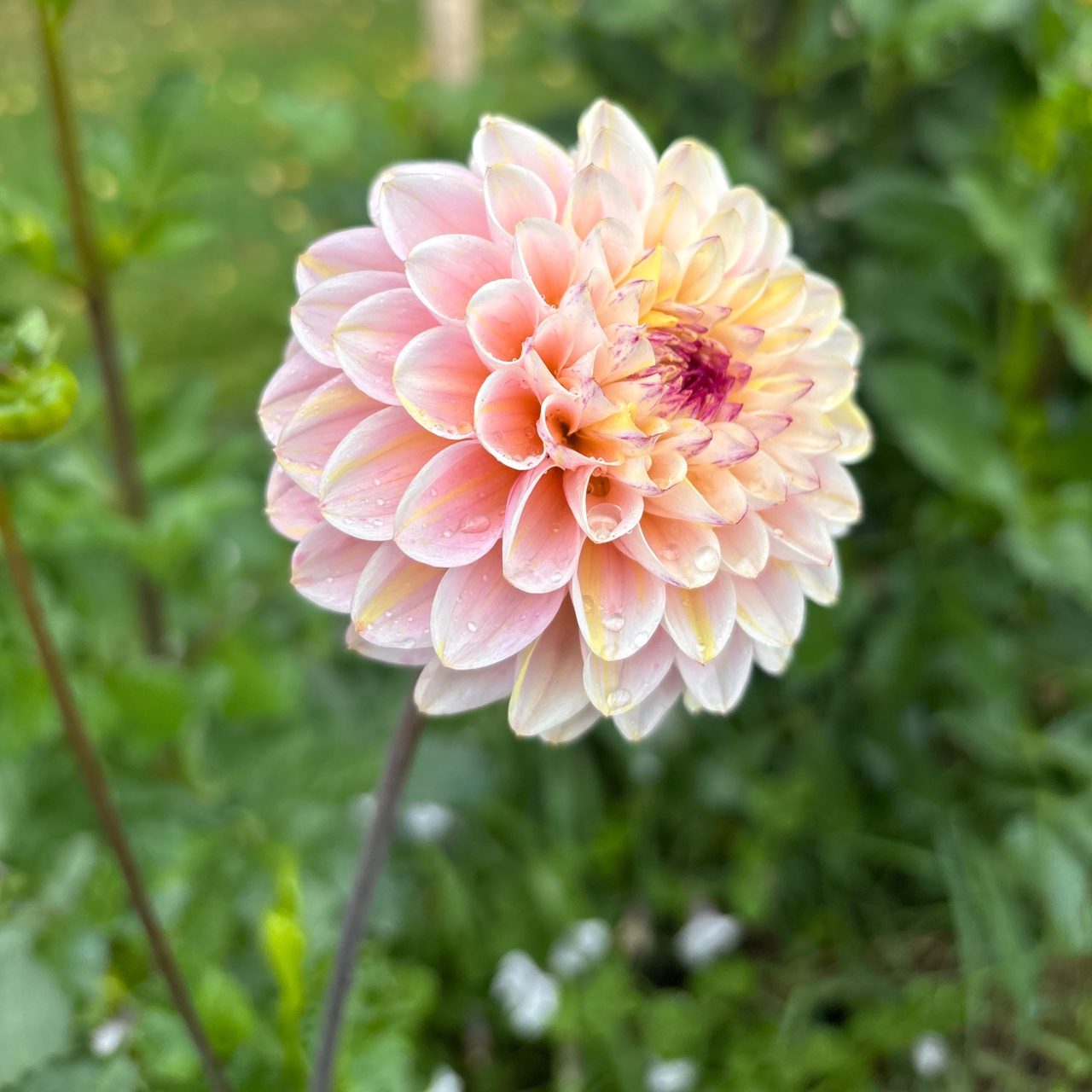 Gräv upp din egen dahlia  och glassutförsäljning