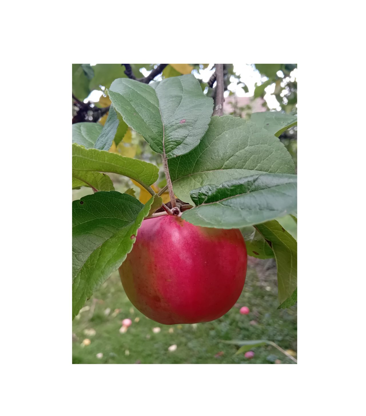 Lär dig ympa fruktträd